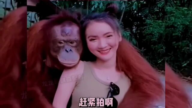 这大猩猩真幸福,来合照的都是美女