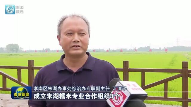 湖北孝感:朱湖糯米这张名片越来越亮