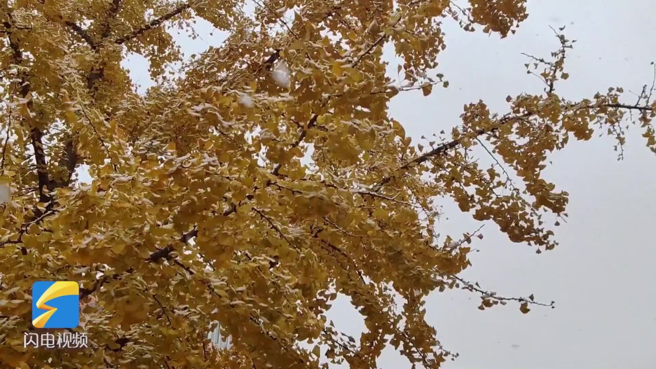 威海再迎降雪 雪花纷飞静谧又唯美