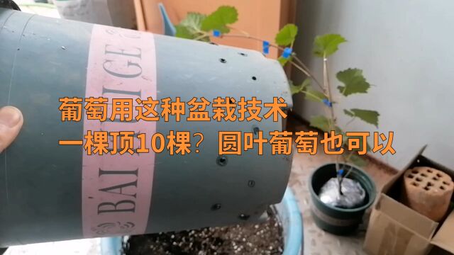 葡萄用这种盆栽技术一棵顶10棵?原来是这样!圆叶葡萄也可以