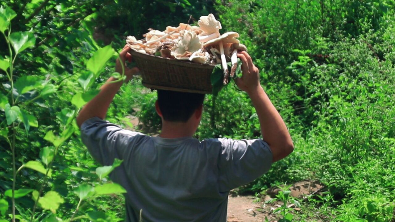 家门口就能捡到一大片鸡枞,运气也太好了吧!