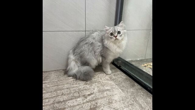 洗澡超乖的软萌小猫咪