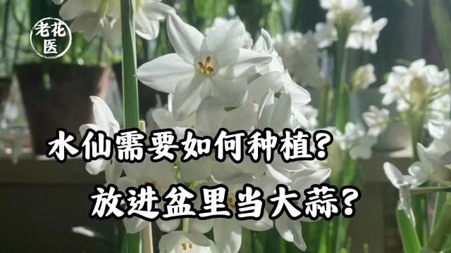 水仙需要如何种植?放进盆里当大蒜?