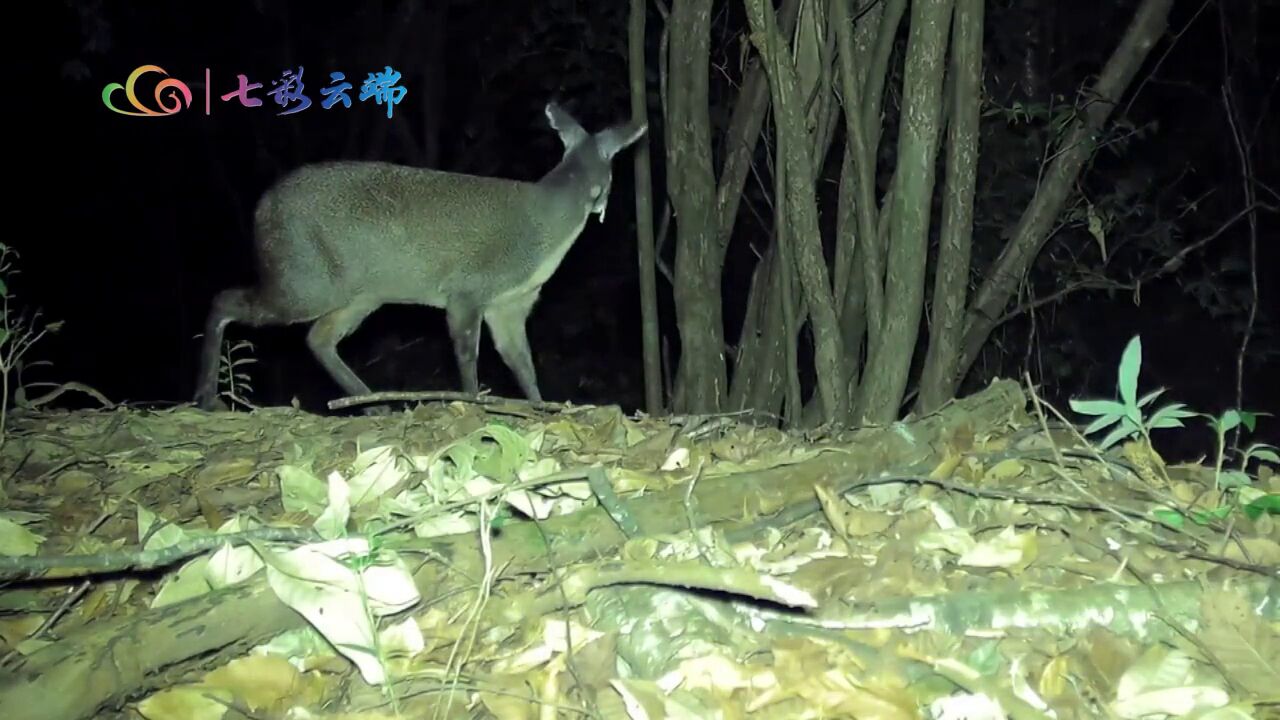 既像鹿又像袋鼠,国家一级保护动物林麝外出活动珍贵视频曝光