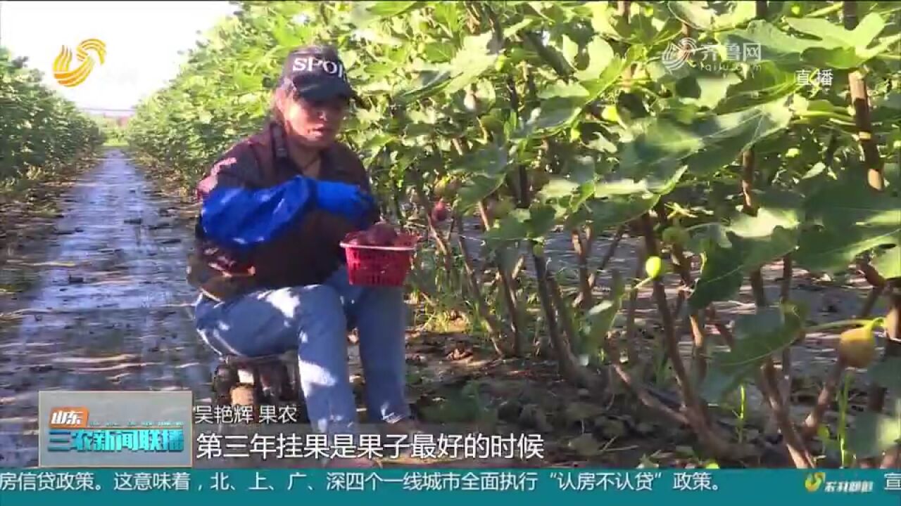 龙口:无花果陆续进入成熟季,挂满枝头果香十足,果农田间忙采收