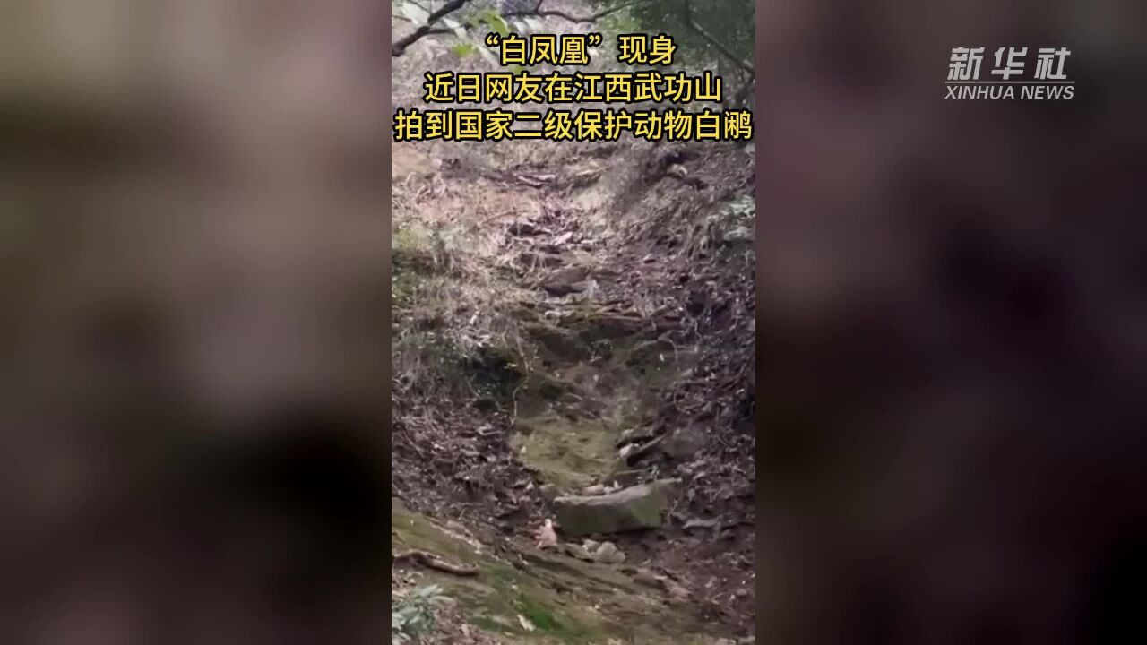 江西武功山:有“白凤凰”之称白鹇现身