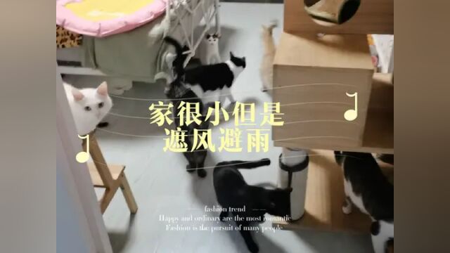 就这么和他们过一辈子也挺好的 #喵星人 #多猫家庭 #猫