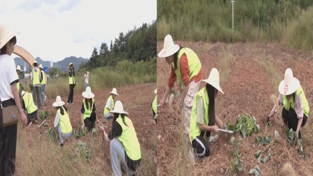 课堂搬进田野!大学生深入田间地头劳动实践 提升粮食安全意识