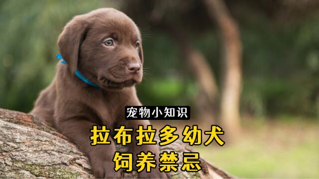 饲养拉布拉多幼犬的6大禁忌事项,你有踩过雷吗?