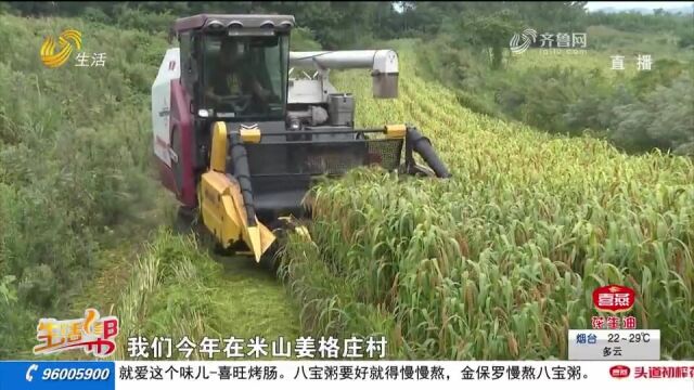 文登谷子迎来大丰收,收割机田间忙碌确保颗粒归仓,促进增产增收