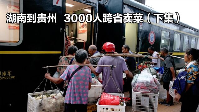 湖南到贵州,3000人跨省卖菜,菜价低到不敢想,每日收益七八十