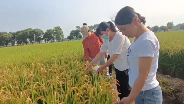 供良种推技术!院地科技共建促进我市水稻提质增效