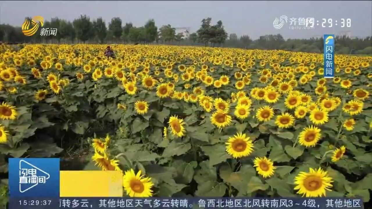 济南:黄河岸边秋风来,百亩油葵次第盛开,跟随镜头先睹为快