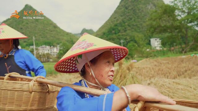 广南八宝:风吹稻浪绘“丰”景