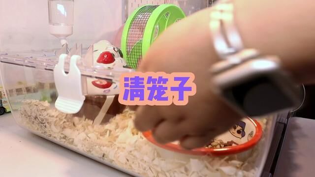 清笼子 #清理仓鼠笼 #asmr助眠视频