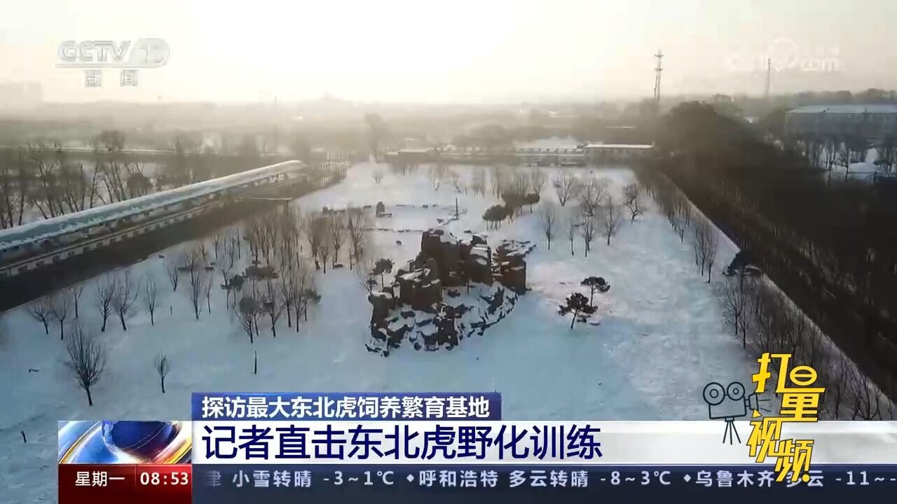 探访最大东北虎饲养繁育基地,记者直击东北虎野化训练