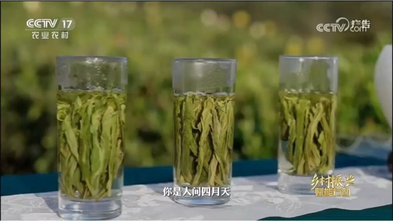 昔日“绿茶茶王”太平猴魁如何“突破重围”,引领茶旅融合发展?