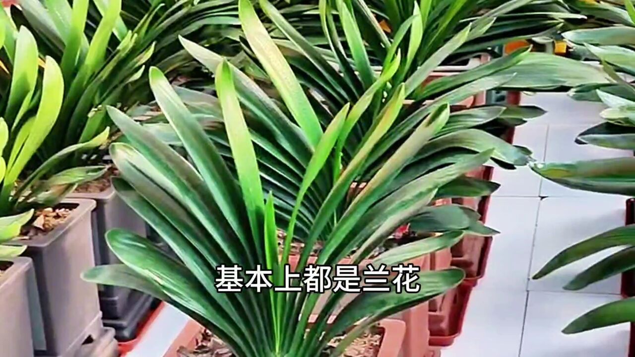 年底了花卉市场各种绿植鲜花很漂亮!来逛一逛!