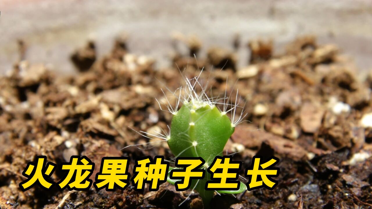 火龙果从种子开始要种多久才能开花结果?