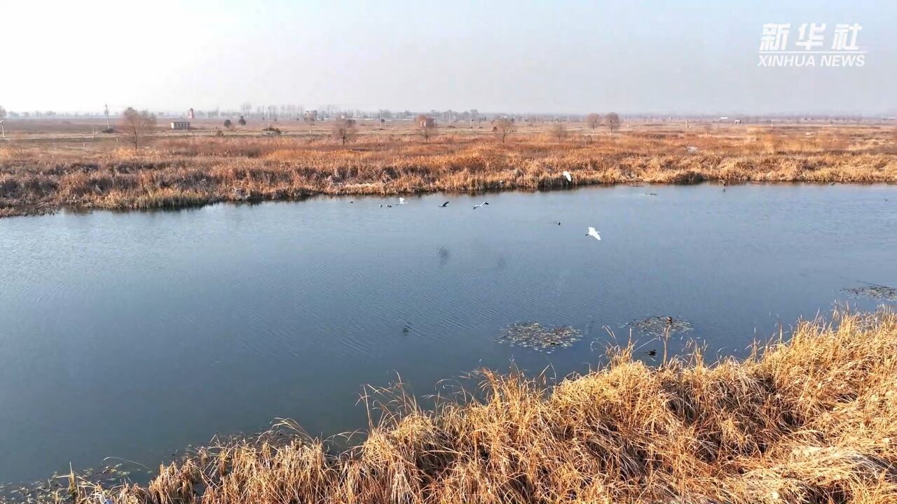 千城胜景|河北藁城:湿地生态美 水鸟共嬉戏