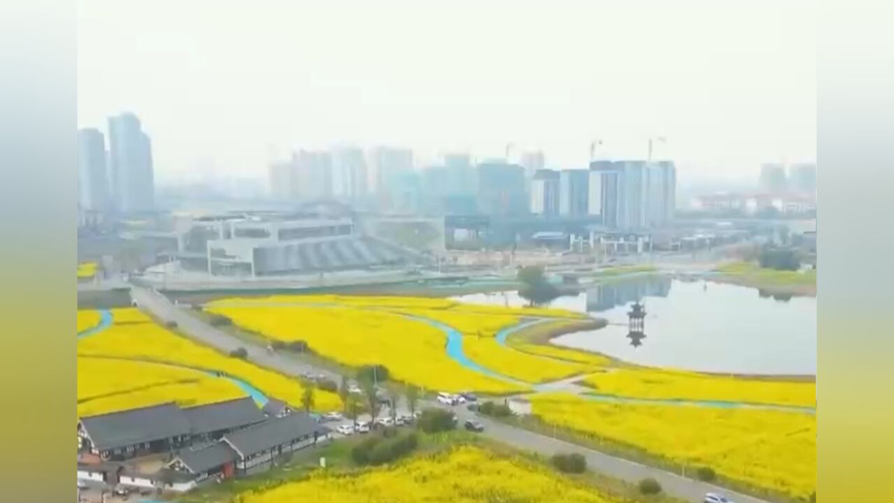 四川彭山:油菜花开春色美,千亩花田迎客来