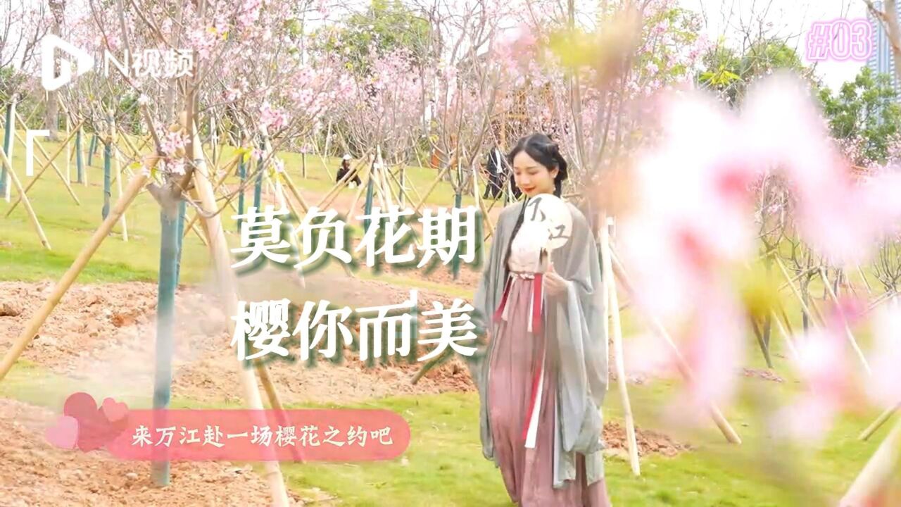 莫负花期,“樱”你而美!到东莞万江邂逅美丽“广州樱”