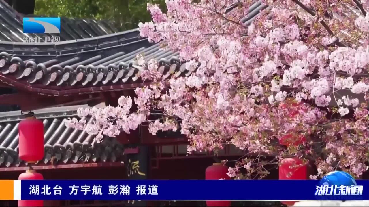 春天里ⷨŠ𑦼𞦹–北 武汉樱花季:阔别一年的粉色浪漫 来了!