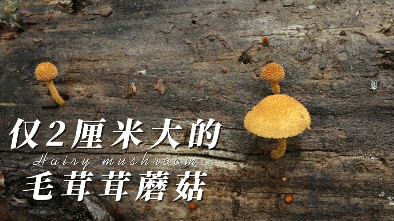 袖珍蘑菇!这种蘑菇,目前记载最大的标本也不超过4厘米