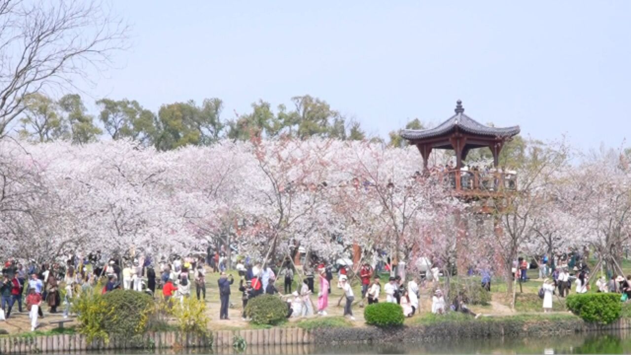 东湖樱园里看新鲜 樱花牡丹花盆景十足养眼