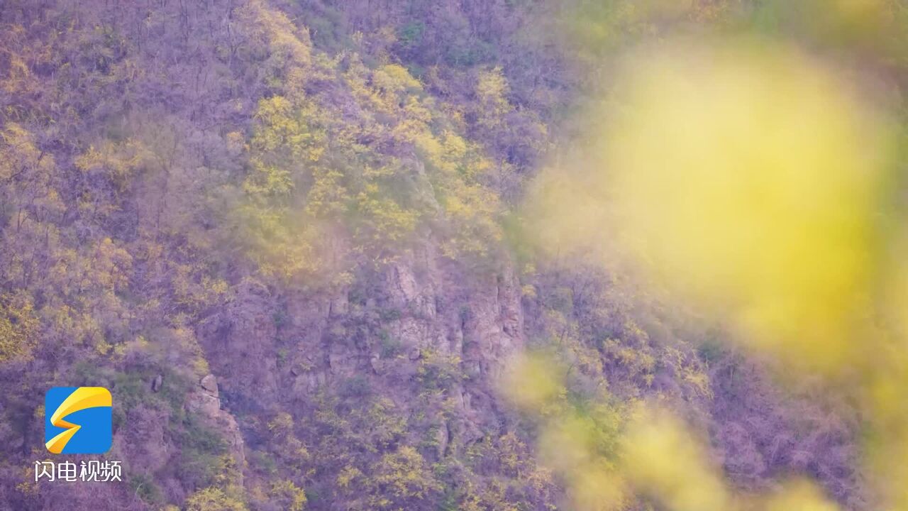 邹平:登山攀岩 赏花打卡 感受春日的山峰奇观