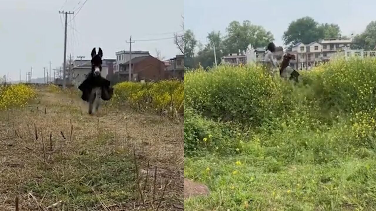 主人拍照宠物驴乱入抢镜猛挨一巴掌 主人:调皮程度堪比二哈