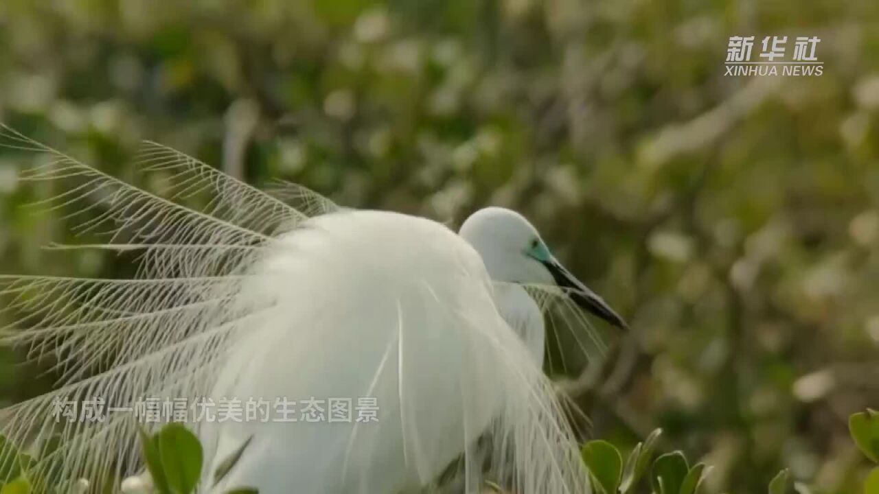 广西防城港:红树林上白鹭飞