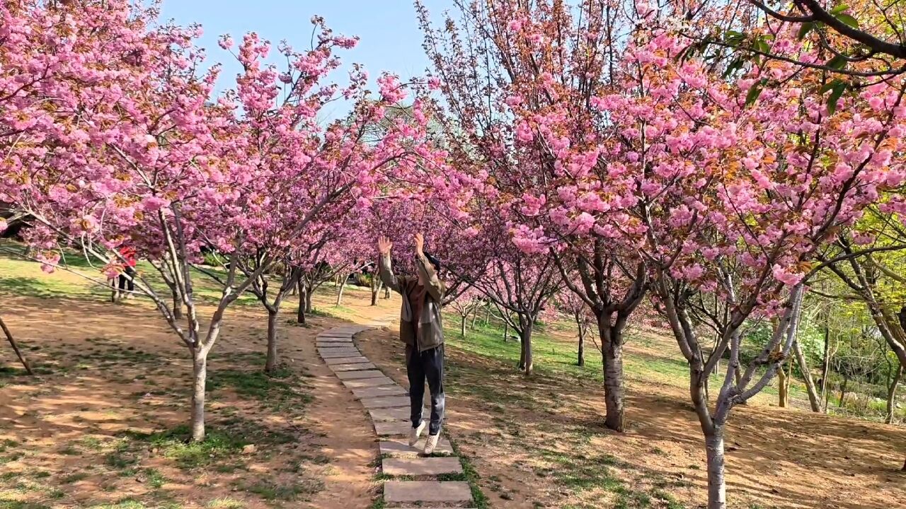 大连植物园粉色樱花海太美了