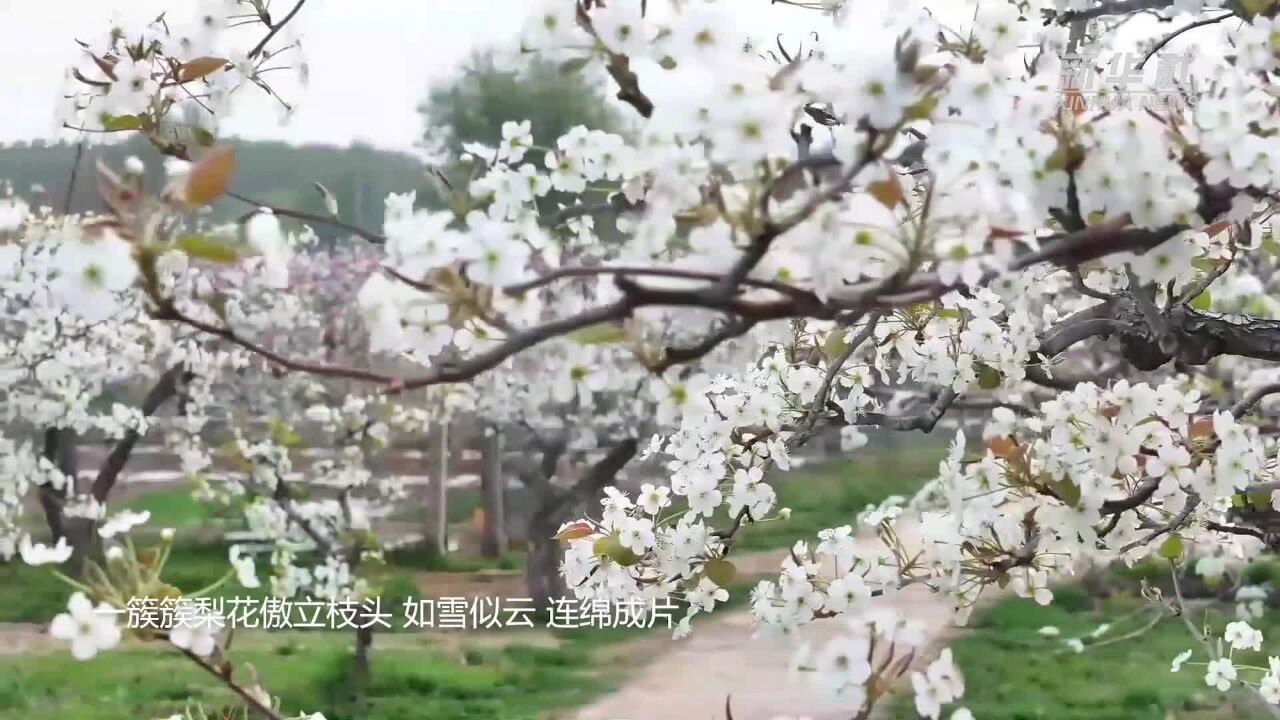 四季旅行|河北任丘:花海绵绵 朵朵如画