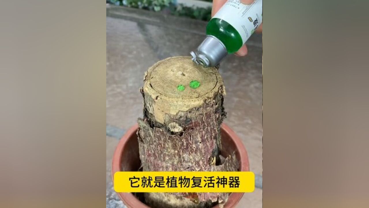 这就是救花神器!家里盆栽养成这个样子,不要着急,你就给它浇这种水,它能激活植物根系细胞,促进生长!#花的世界很美