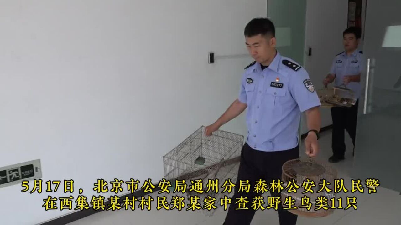 刑拘两人!北京通州森林公安守护候鸟过境