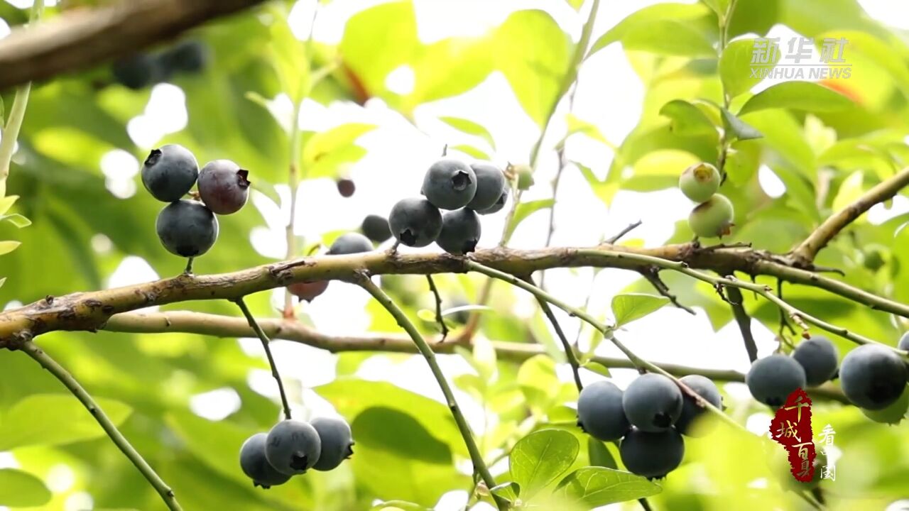 千城百县看中国|湖南冷水滩:蓝莓果飘香 游客采摘忙