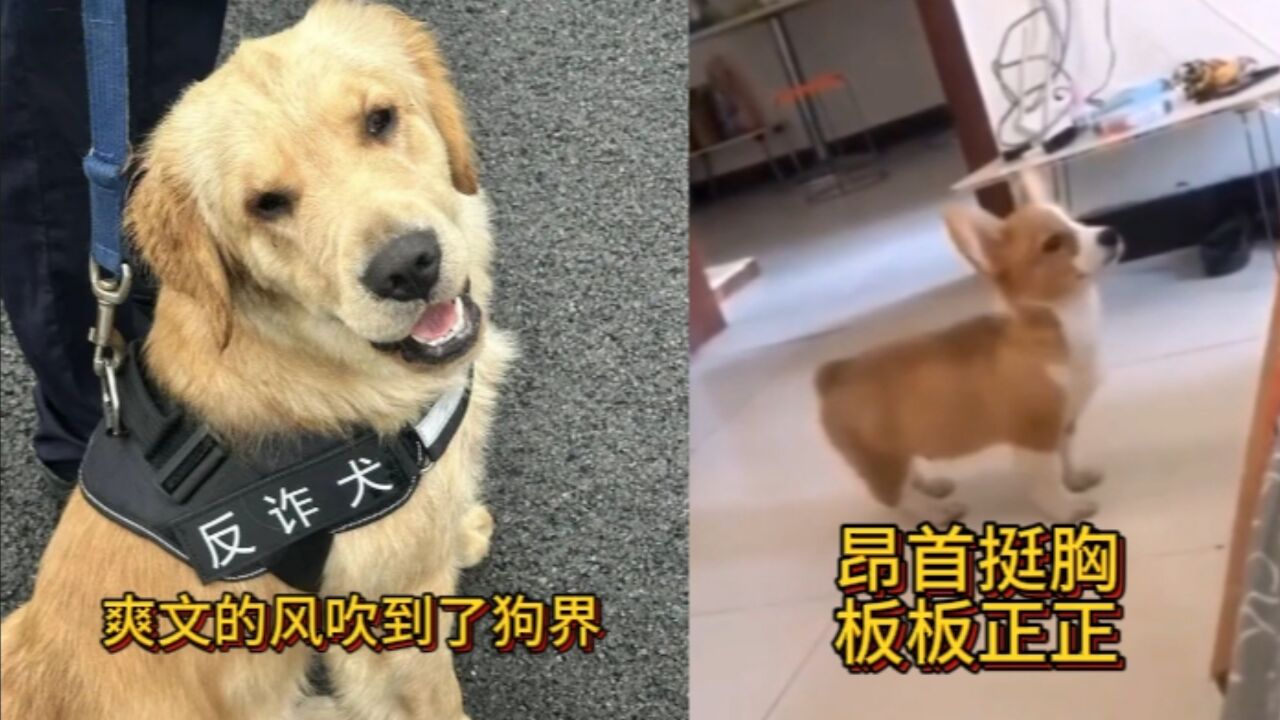 大象萌宠丨爽文的风吹到了狗界;小柯基好像参加过军训