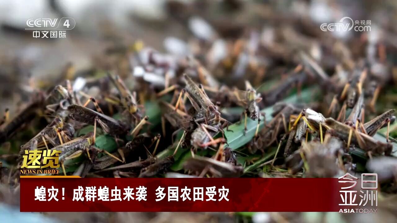 蝗灾!成群蝗虫来袭 多国农田受灾