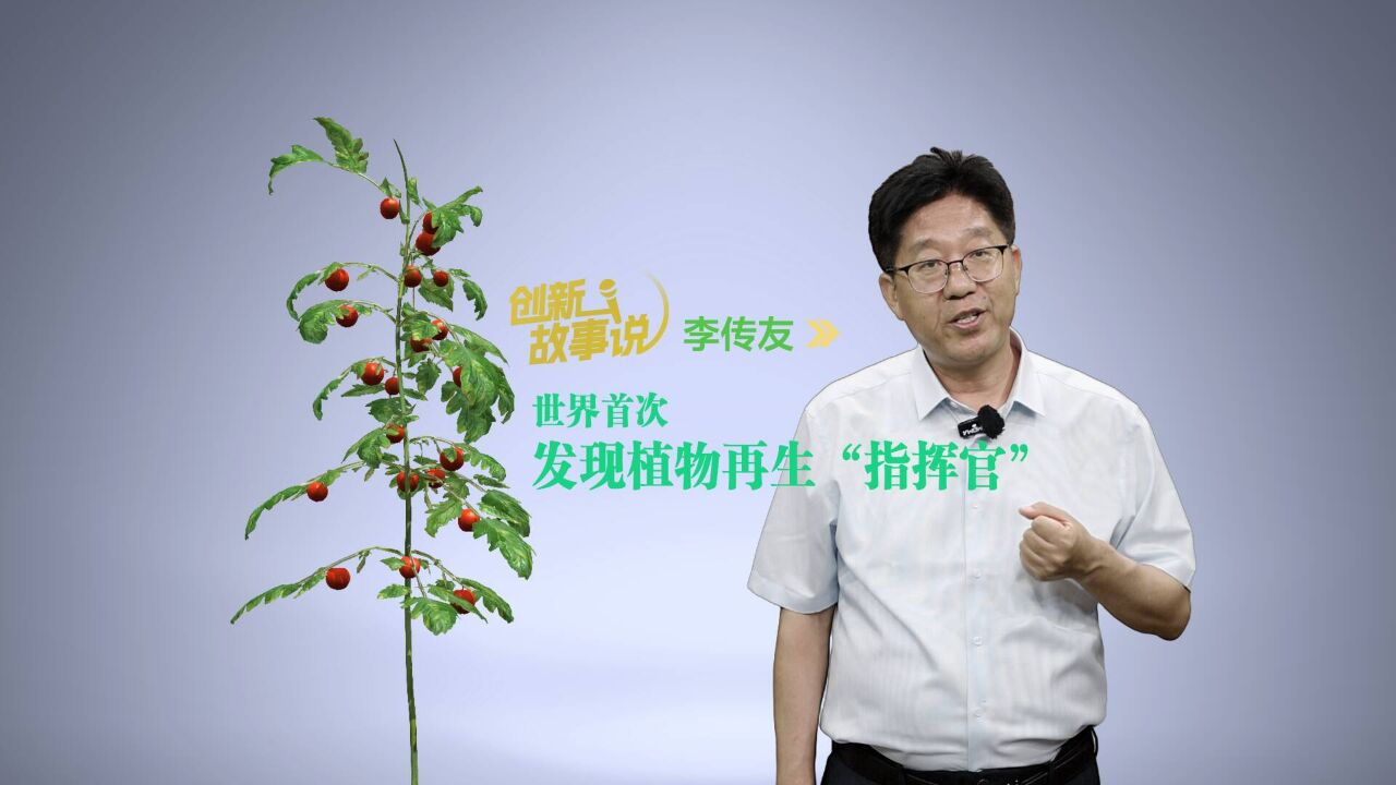 创新故事说|李传友:世界首次发现植物再生“指挥官”