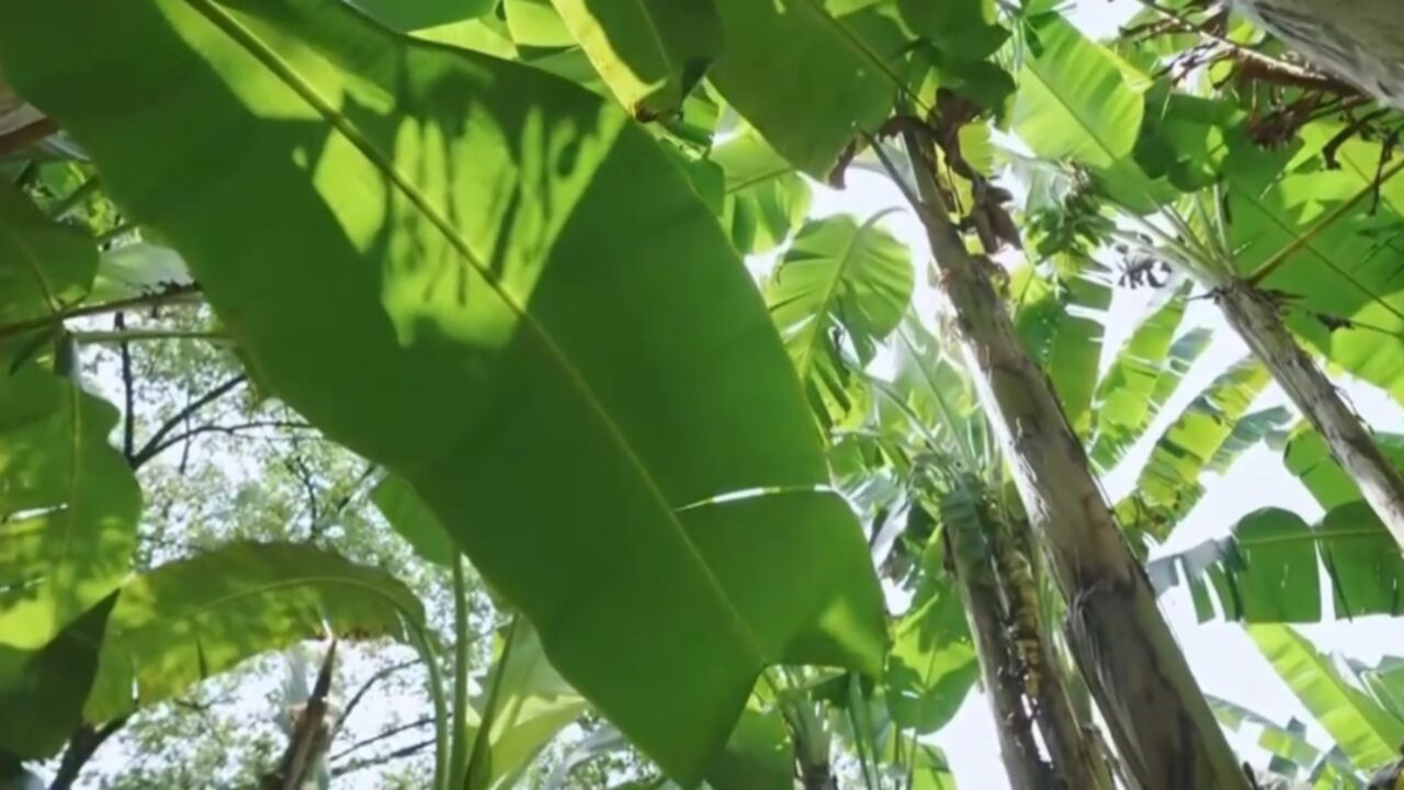 大家走下台阶进入巴蕉林,抬头向上只见硕大的叶子遮天蔽日很是凉爽