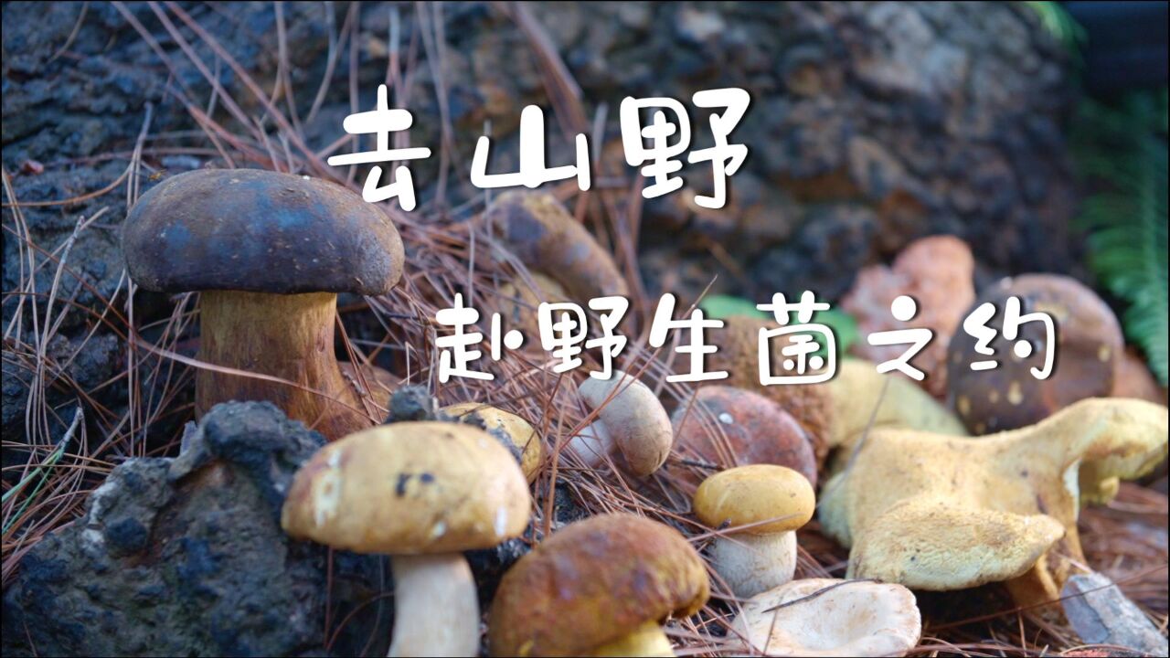 去山野 赴野生菌之约