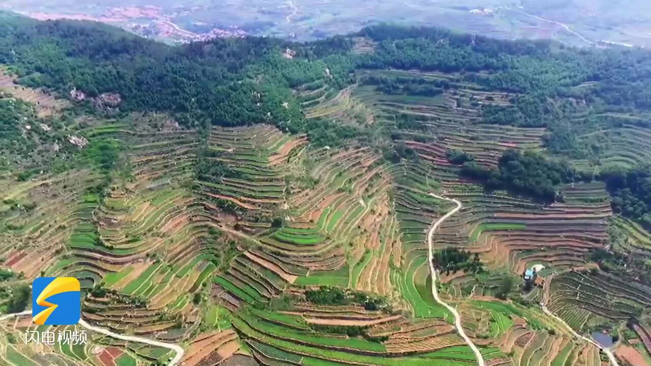 日照浪漫丨进入7月,莒县龙山镇“江北最美梯田”有着别样的秀美