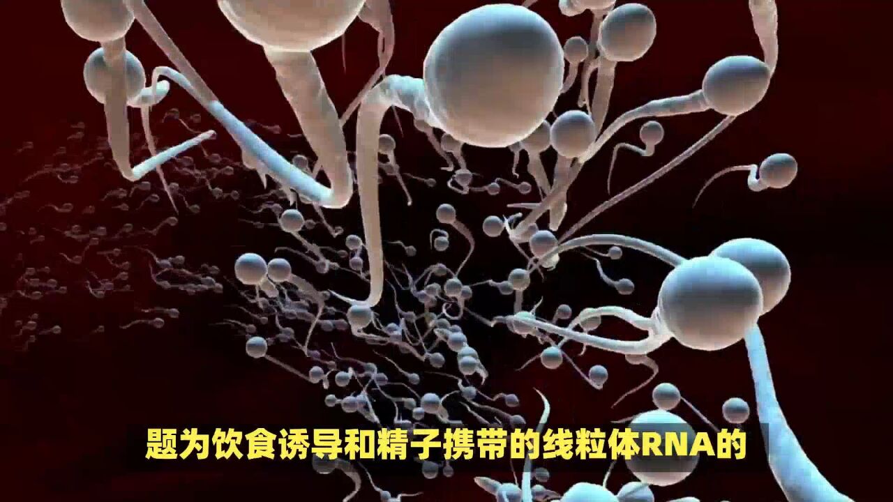 研究证实男性备孕的必要:高脂饮食如何通过精子影响孩子代谢健康