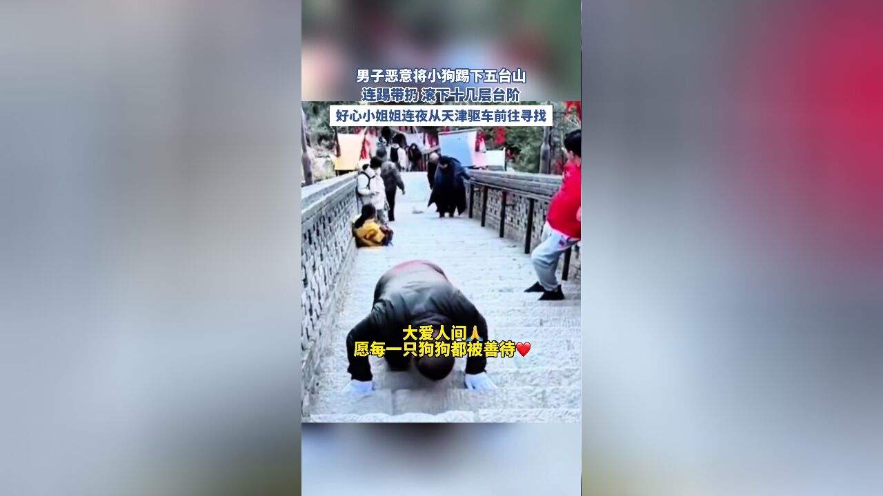 男子恶意将小狗踢下五台山,连踢带扔 滚下十几层台阶,好心小姐姐连夜从天津驱车前往寻找