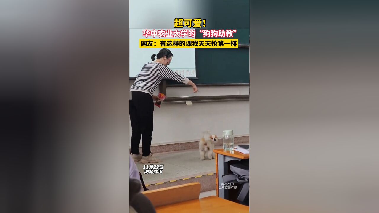 超可爱,华中农业大学的“狗狗助教”