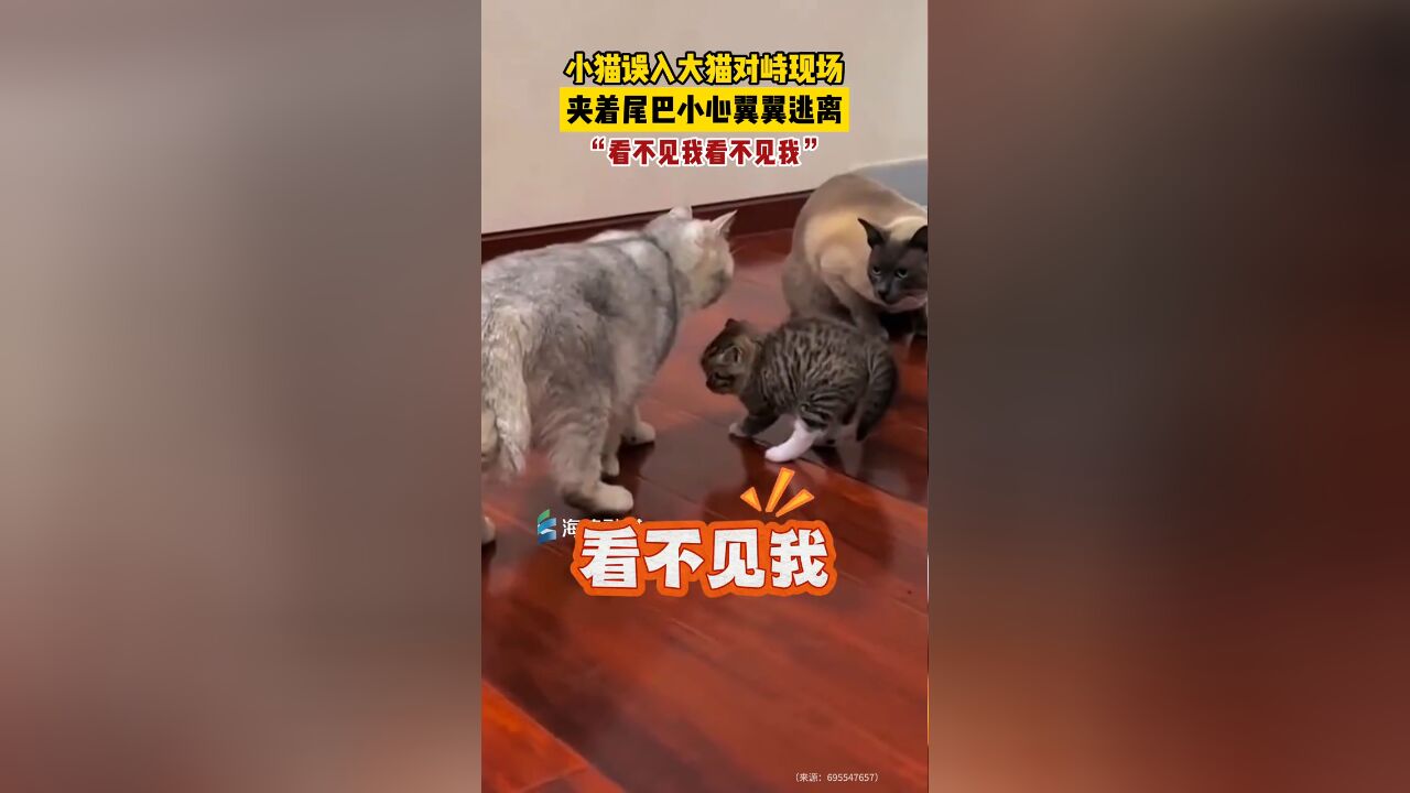 小猫误入大猫对峙现场,夹着尾巴小心翼翼逃离