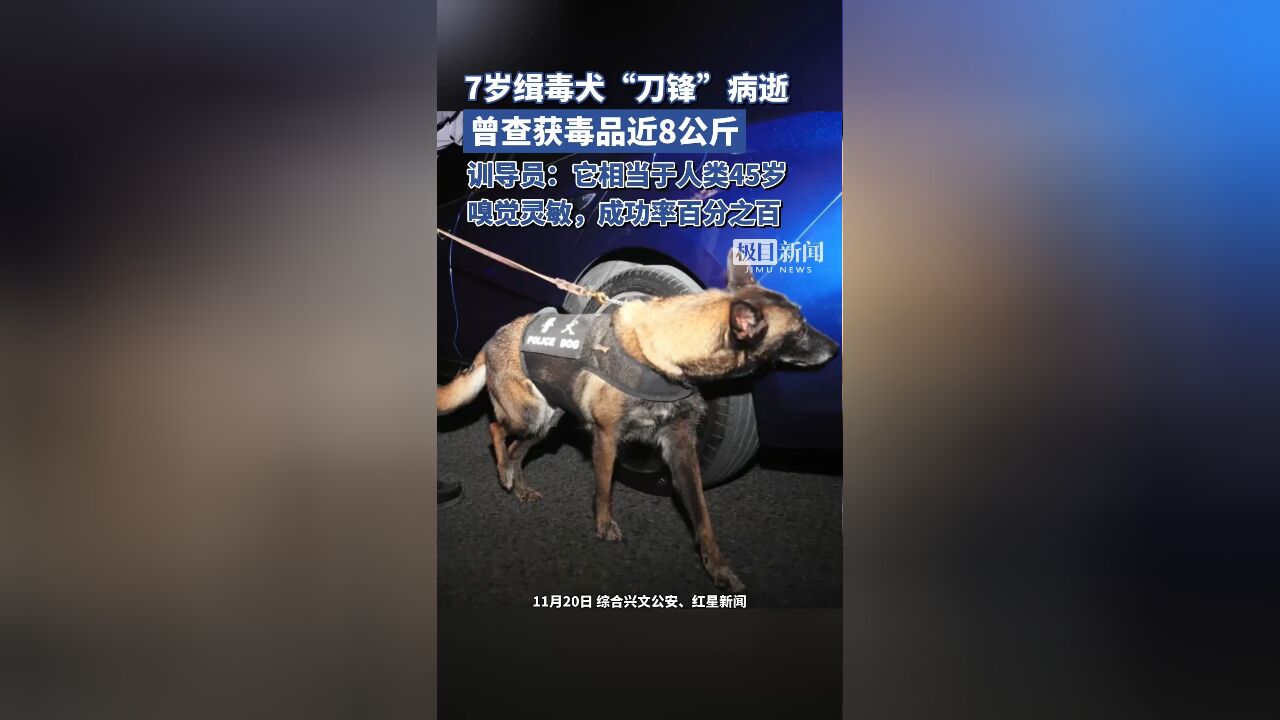 7岁缉毒犬“刀锋”病逝,曾查获毒品近8公斤,训导员:它成功率百分之百