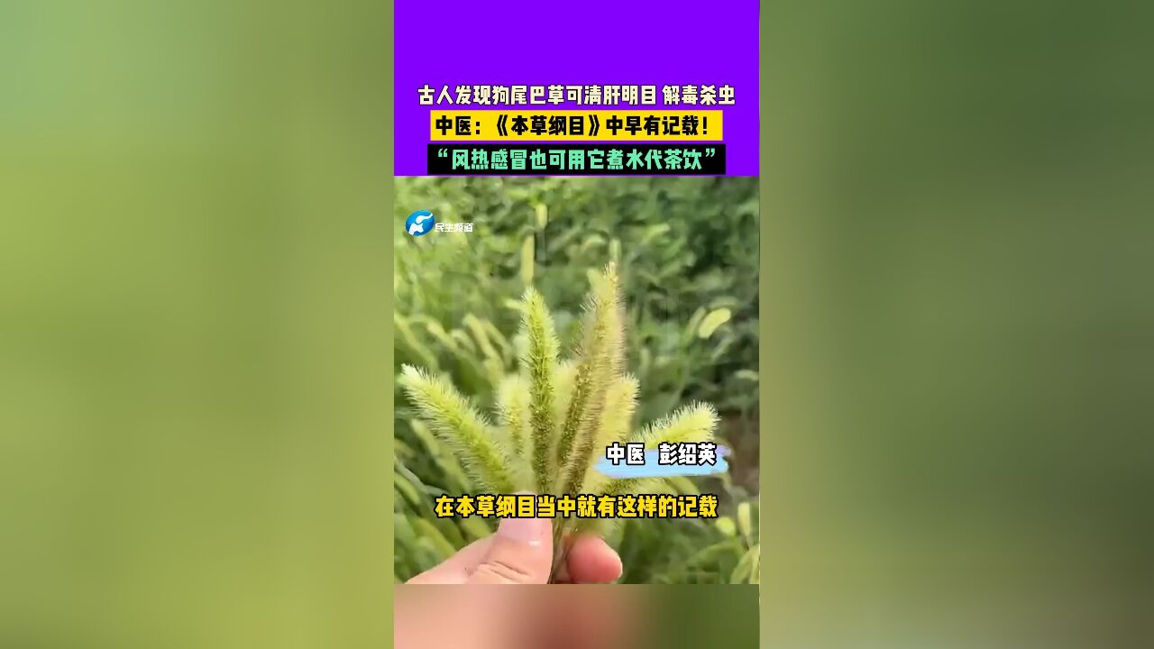 11月19日发布,古人发现狗尾巴草可解毒杀虫.中医:《本草纲目》中早有记载!风热感冒也可用它煮水代茶饮