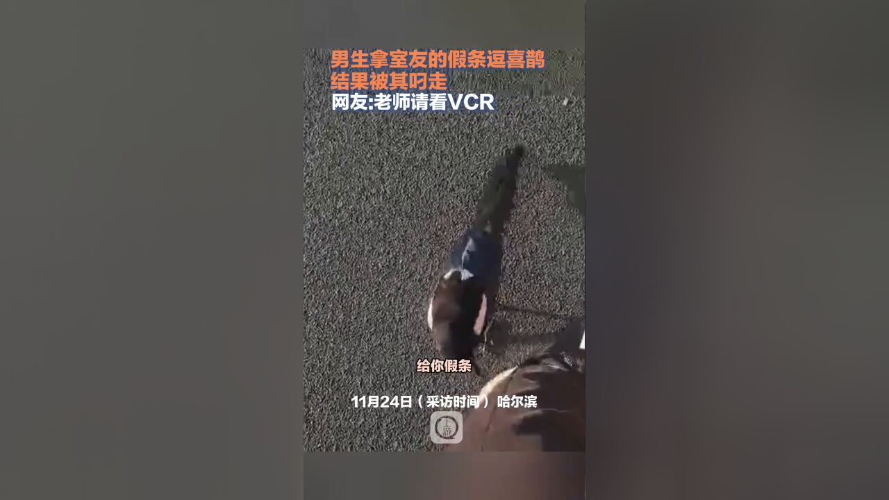 男生拿室友的假条逗喜鹊结果被其叼走 ,网友:老师请看VCR